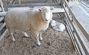 How Often to Clean a Ruminant Pen