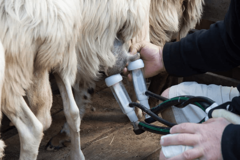 Sheep Milk Production Complete Guide