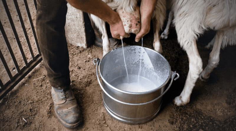 Sheep Milk Production Complete Guide