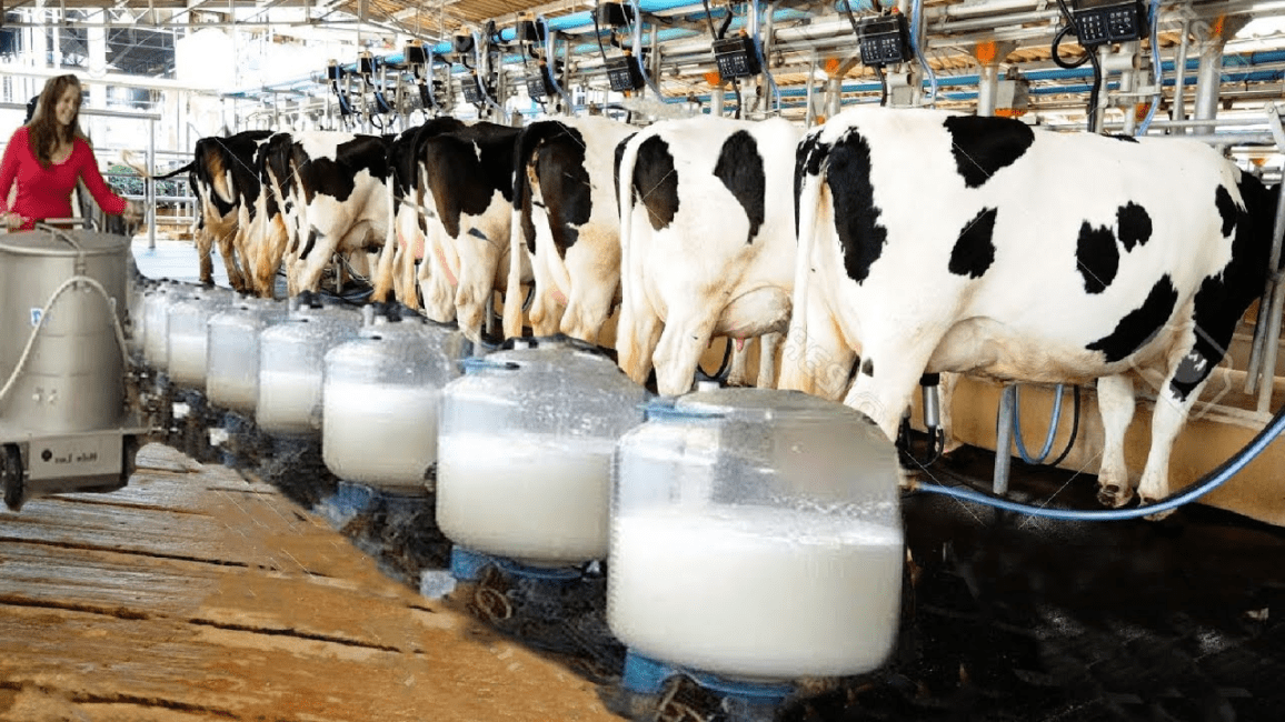 Cow Milk Production Complete Guide