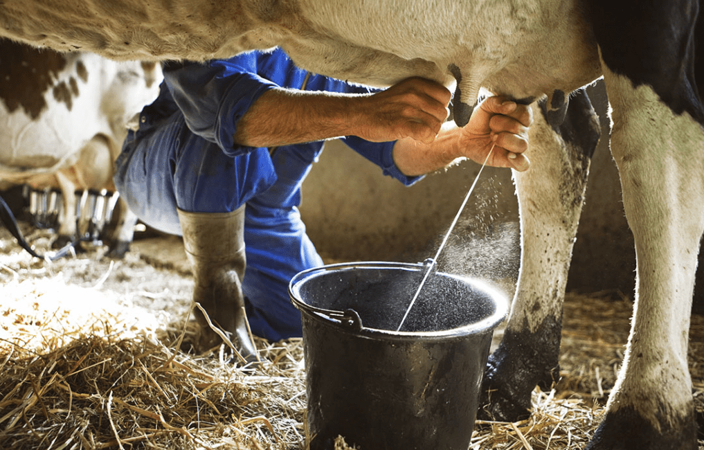 Cow Milk Production Complete Guide