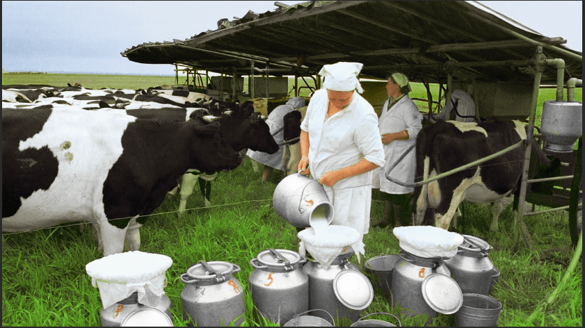 Cow Milk Production Complete Guide