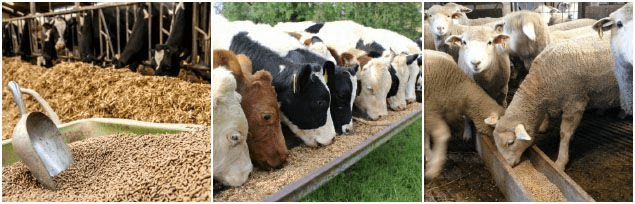 The Best Feed for Ruminant Animals