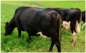 Grazing or Indoor Feeding: Best Method of Feeding Ruminant Animals