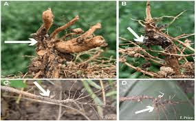 The Soybean Taproot: Economic Importance, Uses, and By-Products