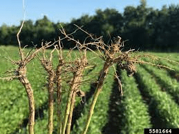 The Soybean Taproot: Economic Importance, Uses, and By-Products