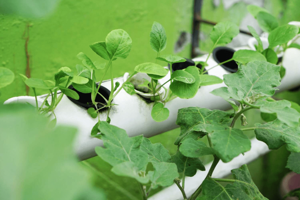 Hydroponics Garden Complete Beginners Guide