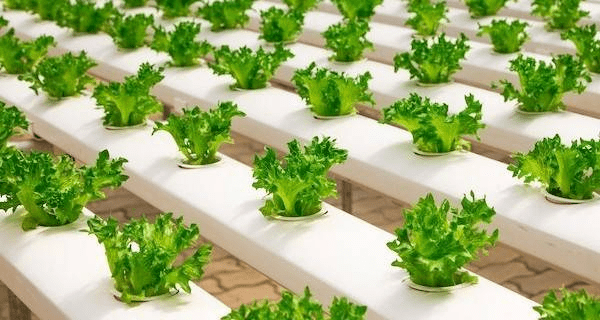 Hydroponics Garden Complete Beginners Guide