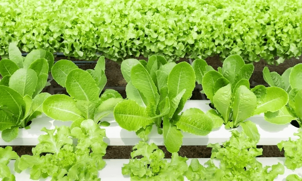 Hydroponics Garden Complete Beginners Guide