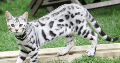 Silver Bengal Cat Breed Description and Complete Care Guide