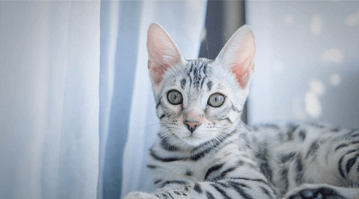 Silver Bengal Cat Breed Description and Complete Care Guide