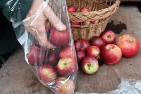 How to Store Apples 