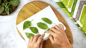 How to Store Fresh Basil 