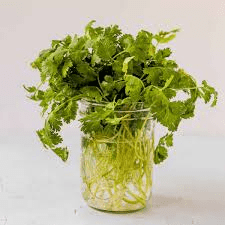 How to Store Cilantro How to Store Cilantro