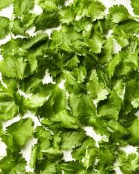 How to Store Cilantro How to Store Cilantro