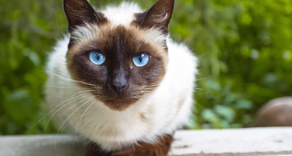 Seal Point Siamese Cat Breed Description and Care Guide