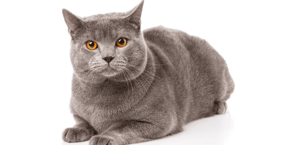 Chartreux Cat Breed Description and Complete Care Guide