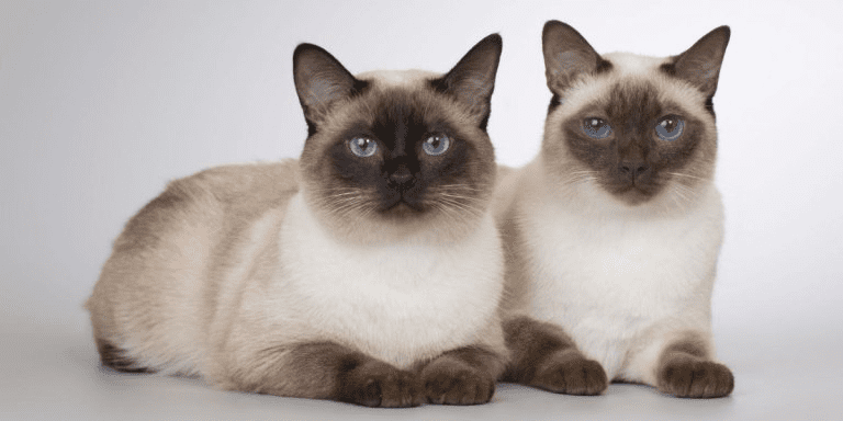 Where to Find Siamese Cat for Sale and Types of Siamese Cats