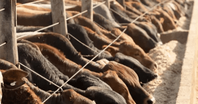 How Often Ruminant Animals should be Fed