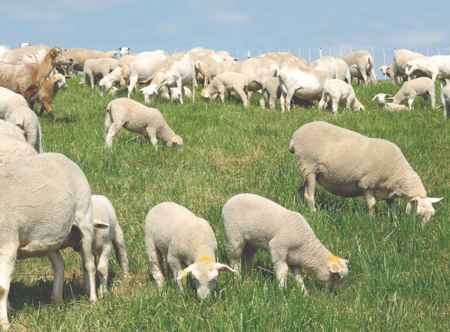 Importance of Using Rotational Grazing Method for Ruminant Animals