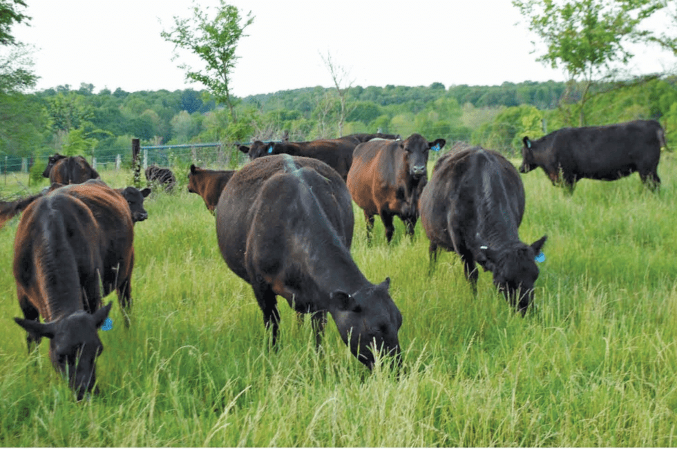 Importance of Using Rotational Grazing Method for Ruminant Animals