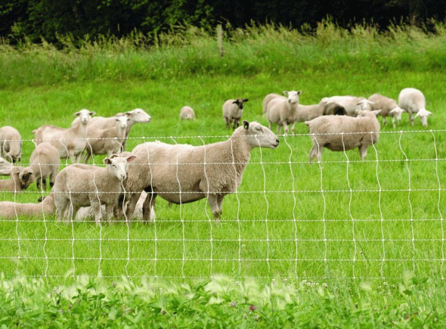 Importance of Using Rotational Grazing Method for Ruminant Animals