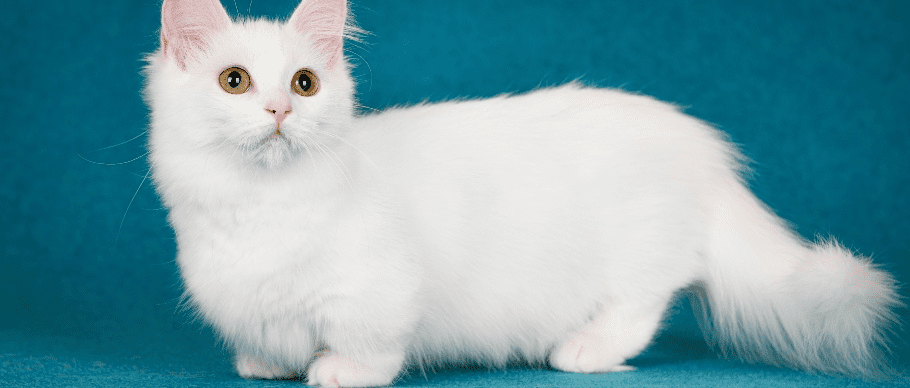 Small Cat Breeds Description and Complete Care Guide