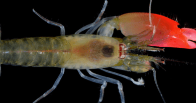 Pistol Shrimp (Alpheidae) Amazing Powers and Facts
