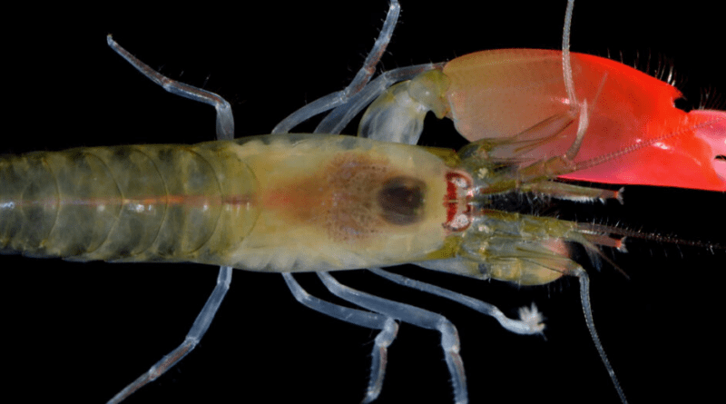 Pistol Shrimp (Alpheidae) Amazing Powers and Facts