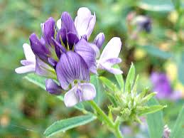 The Alfalfa Inflorescence: Economic Importance, Uses, and By-Products