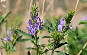 The Alfalfa Inflorescence: Economic Importance, Uses, and By-Products