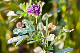 The Alfalfa Inflorescence: Economic Importance, Uses, and By-Products