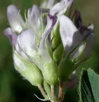 The Alfalfa Sepals: Economic Importance, Uses, and By-Products