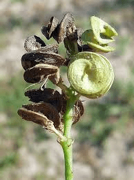 The Alfalfa Sepals: Economic Importance, Uses, and By-Products The Alfalfa Sepals: Economic Importance, Uses, and By-Products