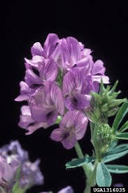 The Alfalfa Sepals: Economic Importance, Uses, and By-Products The Alfalfa Sepals: Economic Importance, Uses, and By-Products
