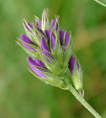 The Alfalfa Sepals: Economic Importance, Uses, and By-Products The Alfalfa Sepals: Economic Importance, Uses, and By-Products