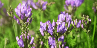 The Alfalfa Stamens: Economic Importance, Uses, and By-Products The Alfalfa Stamens: Economic Importance, Uses, and By-Products