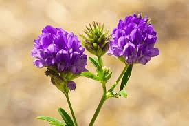 The Alfalfa Stamens: Economic Importance, Uses, and By-Products The Alfalfa Stamens: Economic Importance, Uses, and By-Products