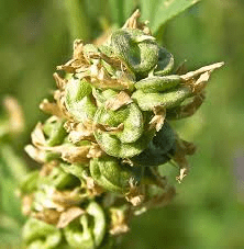 The Alfalfa Pods: Economic Importance, Uses, and By-Products