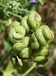 The Alfalfa Pods: Economic Importance, Uses, and By-Products