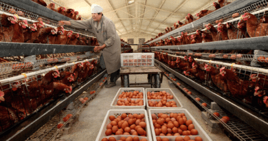 How to Increase Poultry Egg Production and Maximize Profits