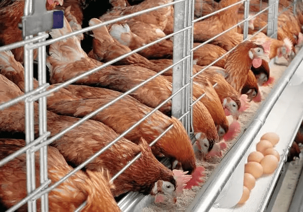 How to Increase Poultry Egg Production and Maximize Profits