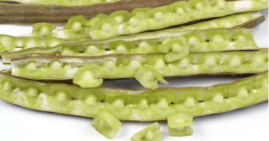Moringa Fruits: Economic Importance, Uses, and By-Products