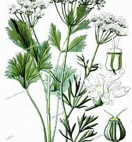 The Anise Leaflets: Economic Importance, Uses, and By-Products