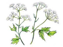 The Anise Inflorescence: Economic Importance, Uses, and By-Products