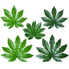 The Anise Leaves: Economic Importance, Uses, and By-Products