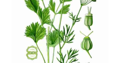 The Anise Stems: Economic Importance, Uses, and By-Products