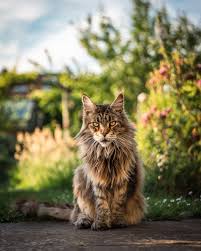 Maine Coon Cat Price and Guide to Proper Care