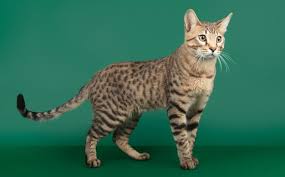 Serengeti Cat Breed Description and Complete Care Guide