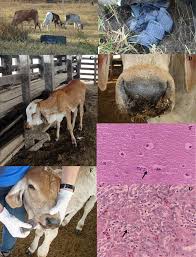 How to Identify and Treat Poisoned Animals How to Identify and Treat Poisoned Animals